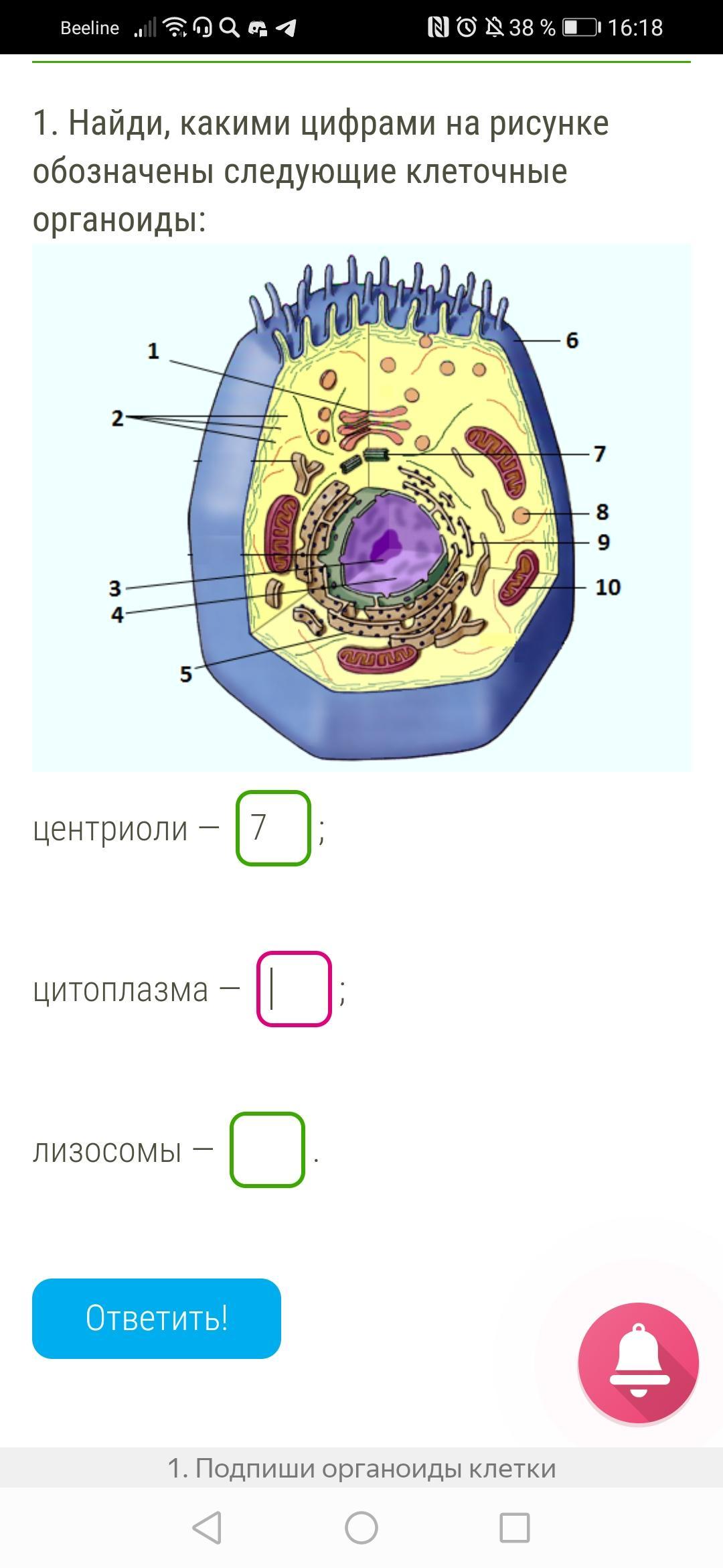 Выбери какими цифрами на рисунке обозначены следующие клеточные органоиды