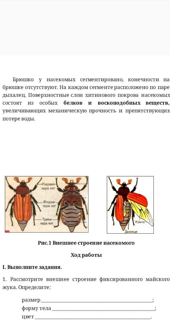 Внешнее строение майского. Строение майского жука дыхальца. Внешнее строение майского жука Покров. Строение ног майского жука. Строение майского жука 7 класс.