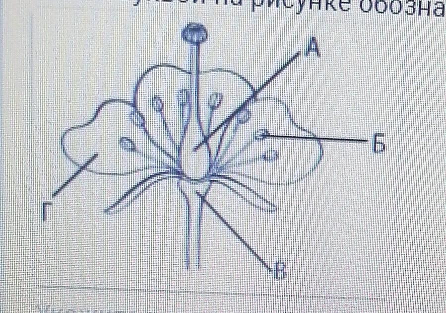 Цветов под цифрой 1. Какой буквой на рисунке обозначена женская часть цветка?. Какой буквой на рисунке обозначен женская часть цветка женская. Объясни по рисунку что обозначают записи цветы. На рисунке обозначение диафагрума.