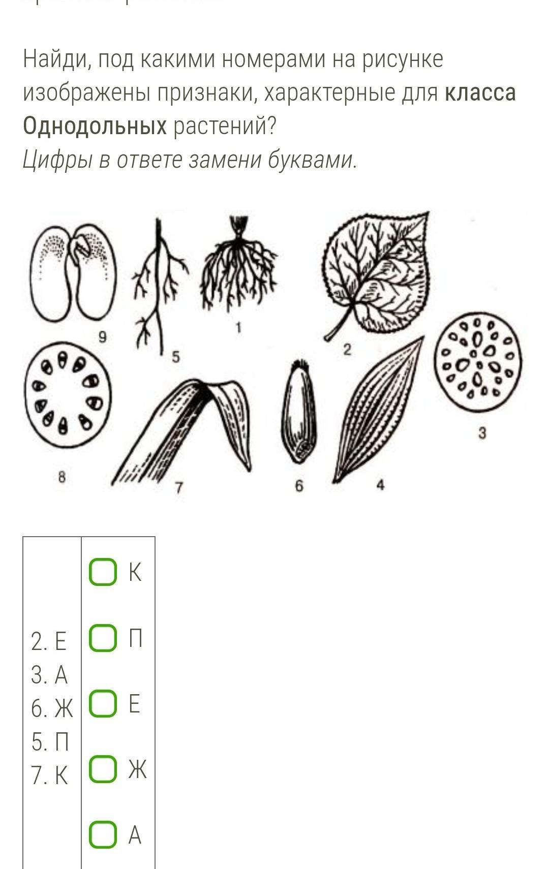 На каком рисунке изображен признак характерный. Растения изображенные на рисунке. Однодольные растения на каком рисунке. Класс Однодольные растения. Признаки классов растений рисунки.