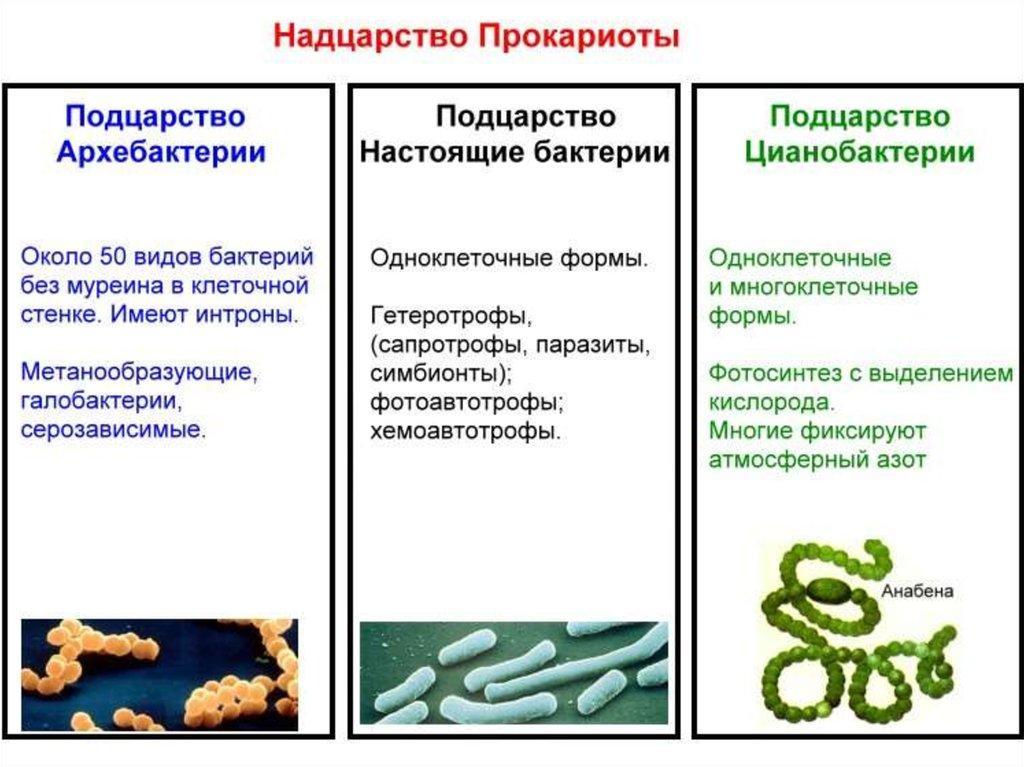 Бактерии являются тест. . Классификация царства бактерий Надцарство. Царство бактерии классификация схема. Классификация бактерий настоящие бактерии. Классификация бактерий архебактерии.