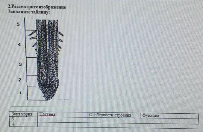 Рассмотрите изображения заполните таблицу. Рассмотрите рисунок проникновение корней. 122 Рис 37 биология. Рассмотрите рисунок и заполните таблицу 1.клён. Рассмотрите рисунок 205 на с 249.