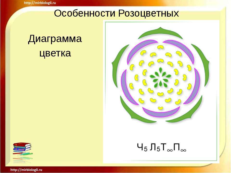 Диаграмма семейства розоцветных