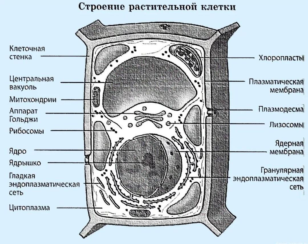 Впиши цифру которой эта органелла обозначена на рисунке