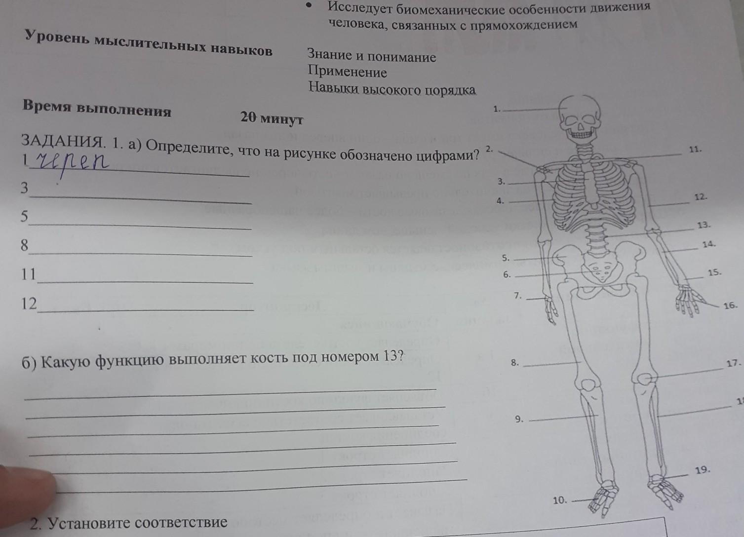 Под цифрой 5 на рисунке обозначена. Впиши цифры которыми на рисунке обозначены. Рассмотрите рисунок что обозначено цифрами 1 -21 рисунок скелета. Какими цифрами обозначены на рисунке точки сопровождения. Цифра, которой на рисунке обозначена область представления документа.