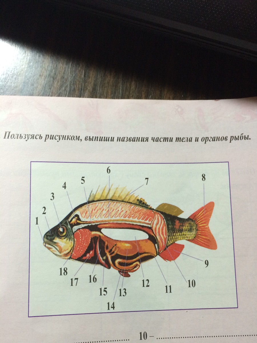 Рыба номер. Части тела рыбы. Название внутренних органов рыбы. Назови части тела рыбы. Подпишите части рыбы.