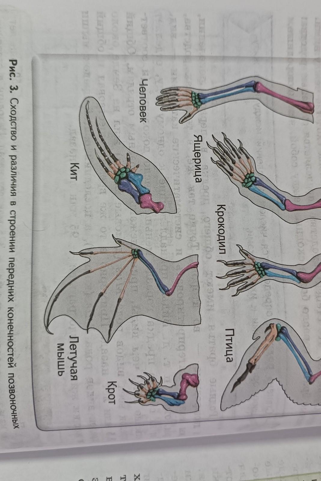 Гомологичные органы крыло птицы и ласты кита. Строение ноги Чайки. Сходства и различия в строении конечностей у разных позвоночных. Строение конечностей русака. Футлярное строение конечностей.