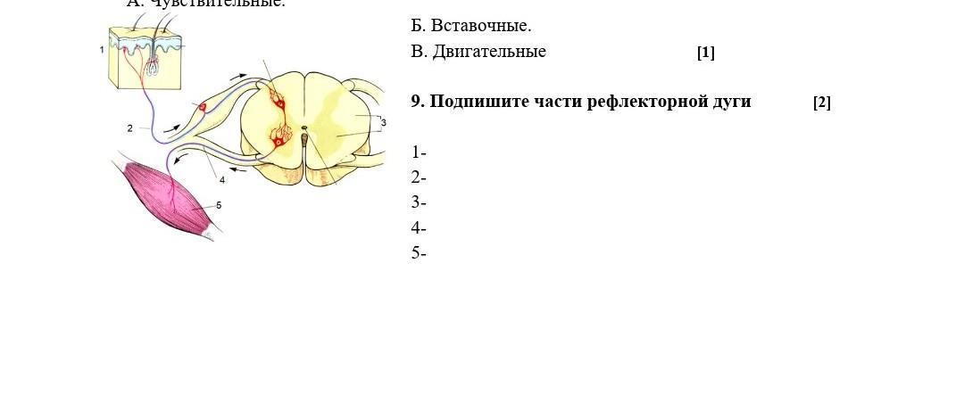 На рисунке изображена рефлекторная дуга