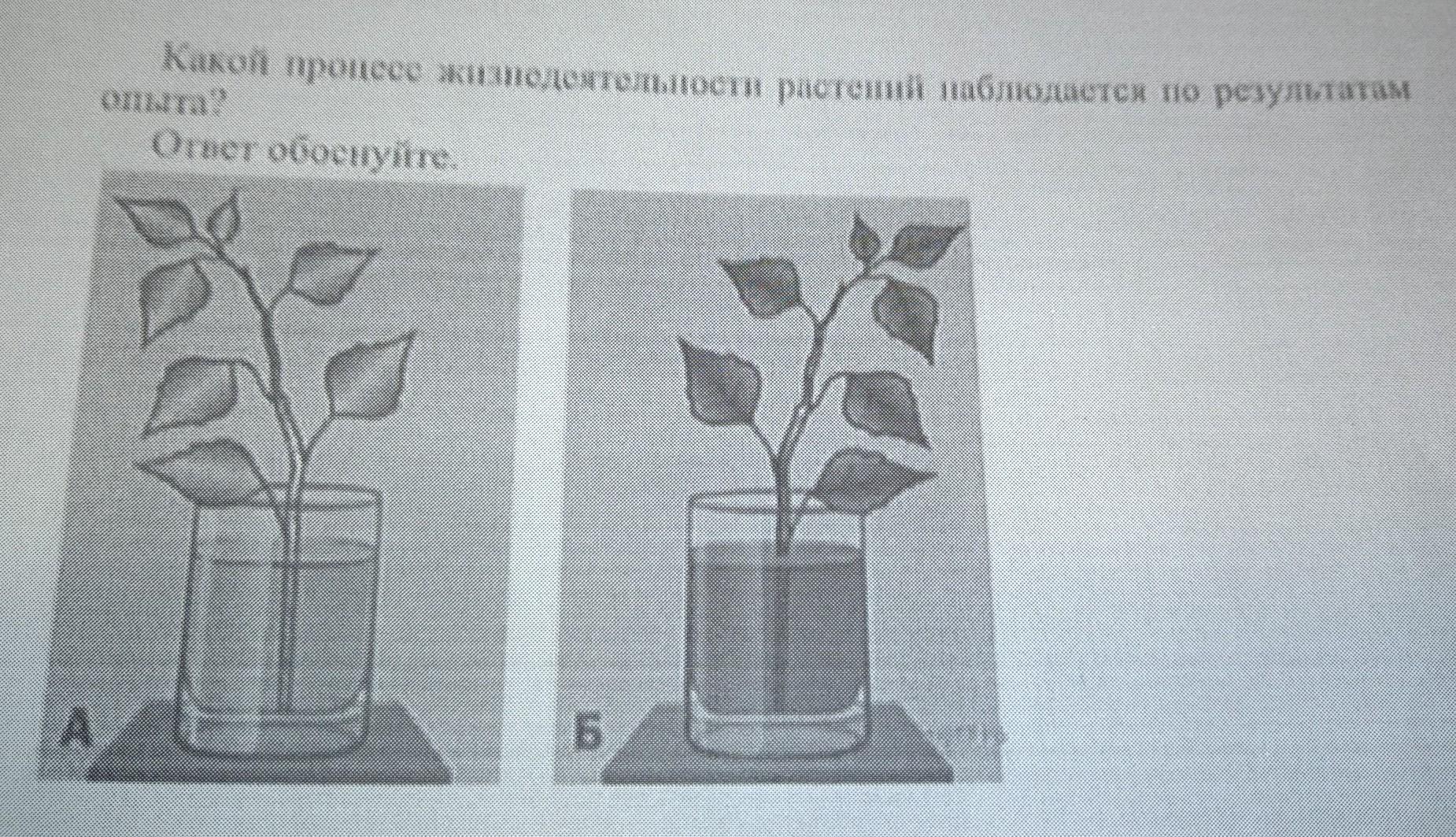 Каким процессам помогают легкие. Какой процесс показан на рисунке. Какой процесс показан на р сунке. Какой процесс жизнедеятельности изображен на рисунке. Процесс растения рисунок.