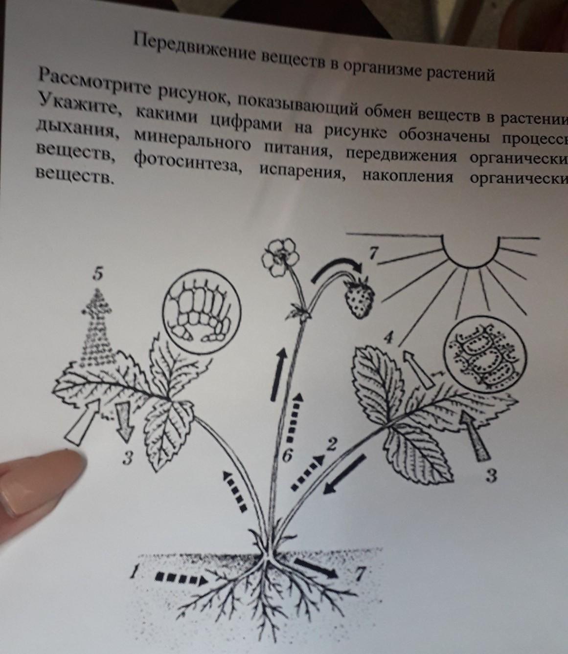 Рассмотрите рисунок 56 укажите какие системы являются