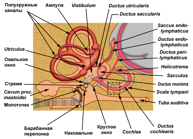 Внутреннее ухо. Полукружные каналы внутреннего уха. Полукружные каналы в в костном в перепончатом лабиринте. Водопровод преддверия.