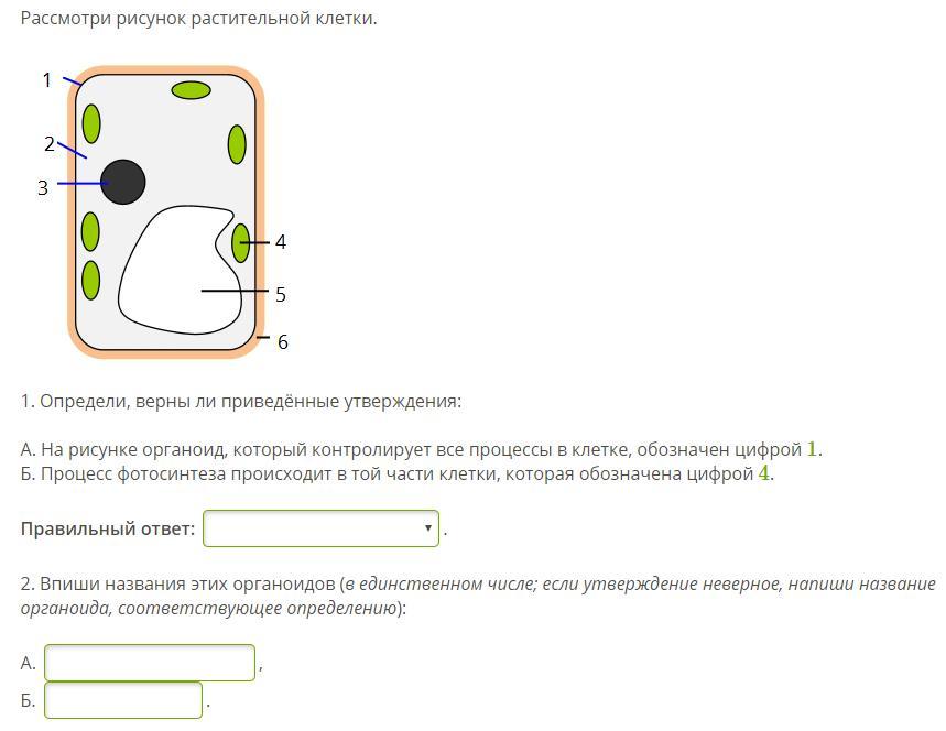 На рисунке органоид который контролирует. Рассмотрите рисунок растительной клетки ответ. Рассмотри рисунок растительной клетки на рисунке органоид. На рисунке органоид который контролирует жизнедеятельность клетки. Определи верны ли приведенные утверждения на рисунке органоид.