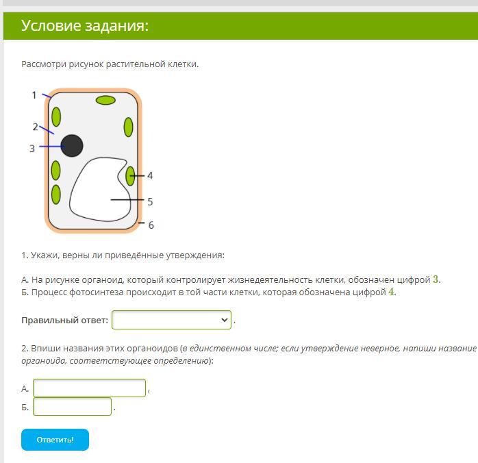 Рассмотрите рисунок растительной клетки рис 1 какие органоиды клетки обозначены на рисунке буквой