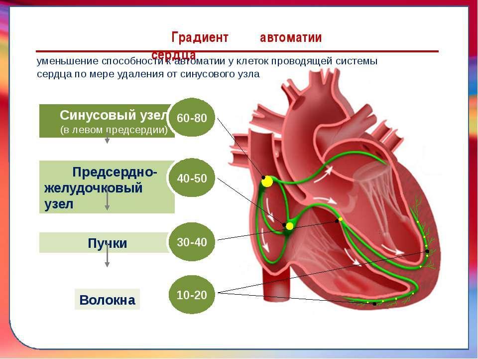 Автоматизм сердца. Механизм автоматии сердца. Природа автоматии сердца. Структуры сердца обладающие автоматией. Автоматия сердечной мышцы.