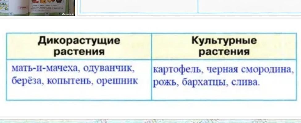 Приведите не менее 3 примеров. Таблица дикорастущие и культурные растения. Дикие растения и культурные растения таблица. Дикорастущие растения таблица. Дикорастущие и культурные растения заполните таблицу приведите не.