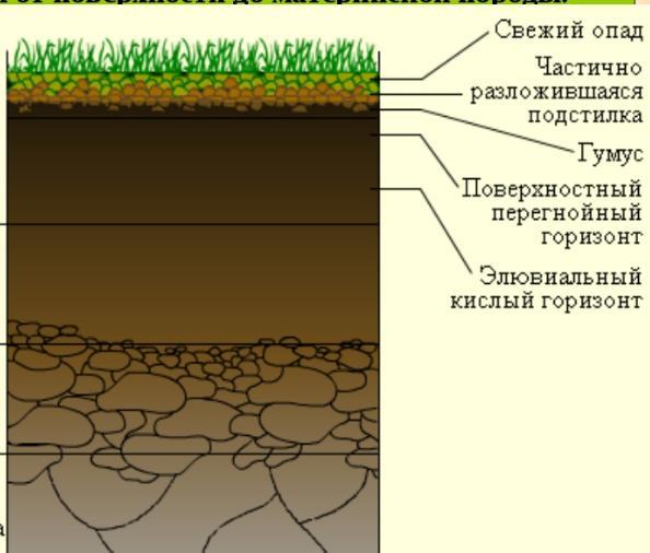 Материнская порода какой горизонт. Гумусовый почвенный Горизонт почвы. Почвенные горизонты схема. Строение почвы почвенные горизонты.