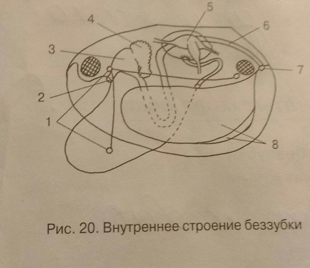 Строение беззубки. Внешнее строение беззубки 7 класс биология. Внутреннее строение беззубки биология 7. Строение беззубки схема. Внешнее и внутреннее строение беззубки.