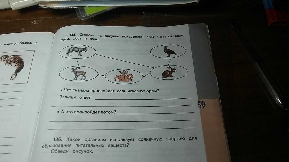 Сначала происходит. Что сначала произойдет если исчезнут Орлы ответ. Что произойдет если исчезнут Орлы. Что произойдет если исчезнут Орлы окружающий мир. Стрелки на рисунке показывают чем питается волк Орел.