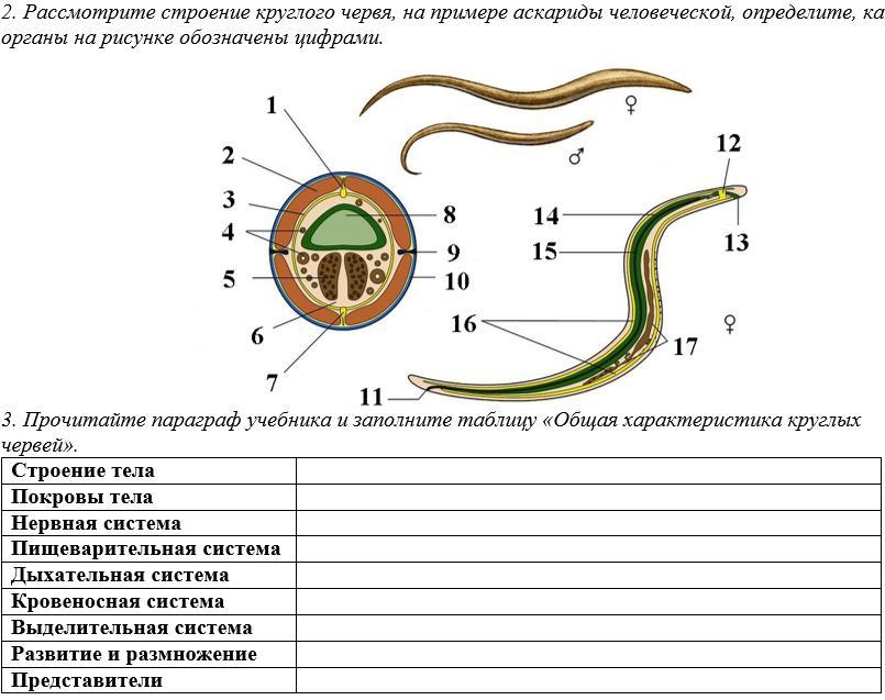 Стенка тела круглых червей представлена