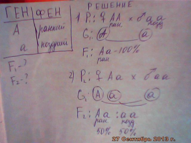 Нормальный рост овса доминирует над гигантизмом. Ген раннего созревания ячменя доминирует. У овса ранняя спелость доминирует над позднеспелостью. У ячменя раннеспелость доминирует над позднеспелостью. Ген раннего созревания ячменя доминирует над позднеспелостью особи.