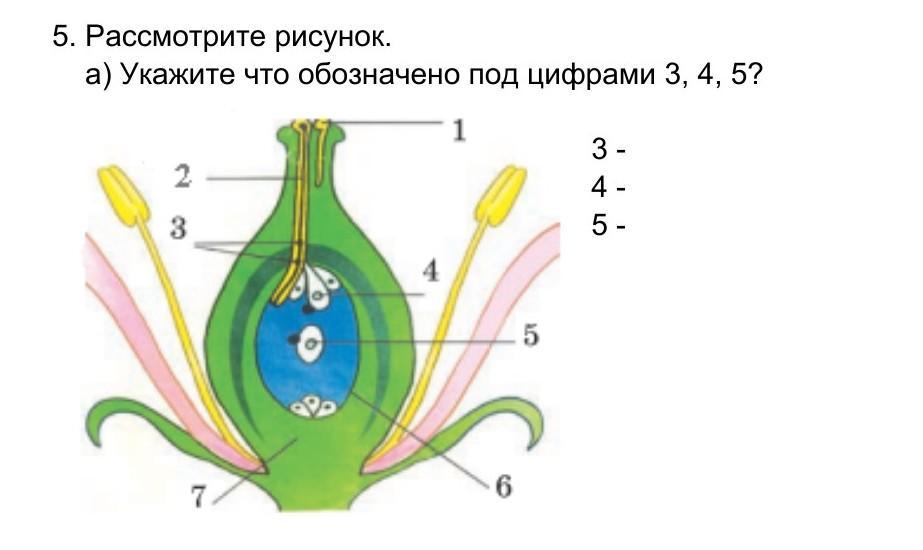 Что на рисунке обозначено цифрой 4 биология 6 класс