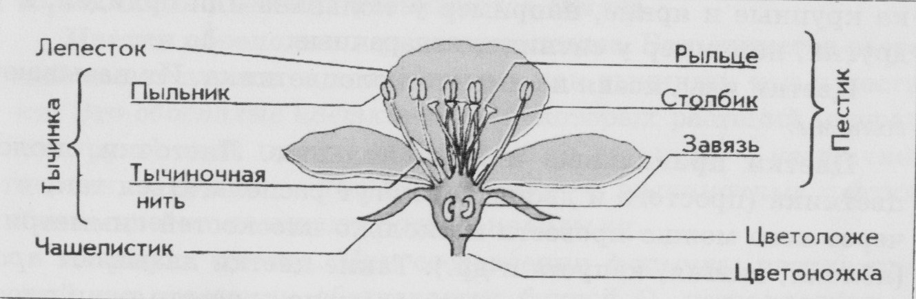 Строение цветка яблони биология 6 класс рисунок