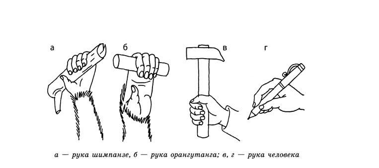 Устройство руки