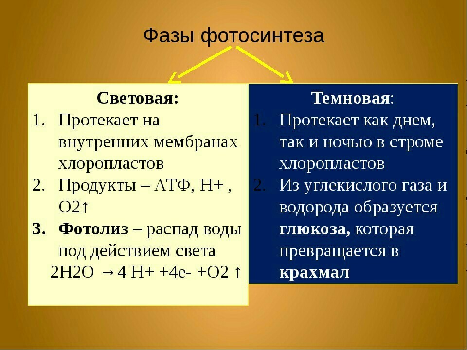 Изучите схему демонстрирующую процесс фотосинтеза протекающий в хлоропласте какое из перечисленных в