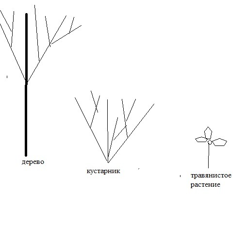 Сделай три рисунка дерево кустарник травянистое растение подпиши