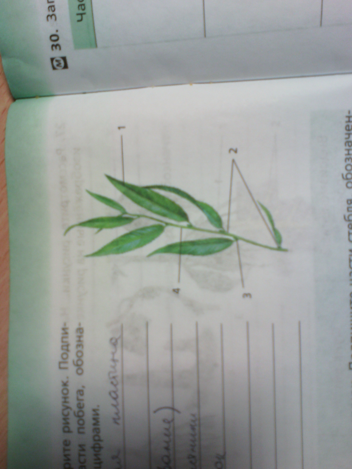 Части побега биология 6. Подпишите части побега обозначенные цифрами. Обозначь цифрами части побега. Рассмотрите рисунок подпишите части побега. Рассмотрите рисунок подпишите части побега обозначенные цифрами.