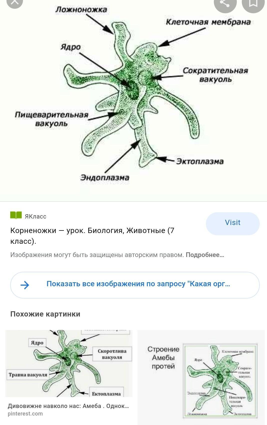 Определи на рисунке цифру которой обозначен. Какая органелла обозначена цифрой 5?. Какими цифрами обозначены органеллы. Амеба органелла обозначена цифрой 5. Найди цифру которой обозначена органелла.