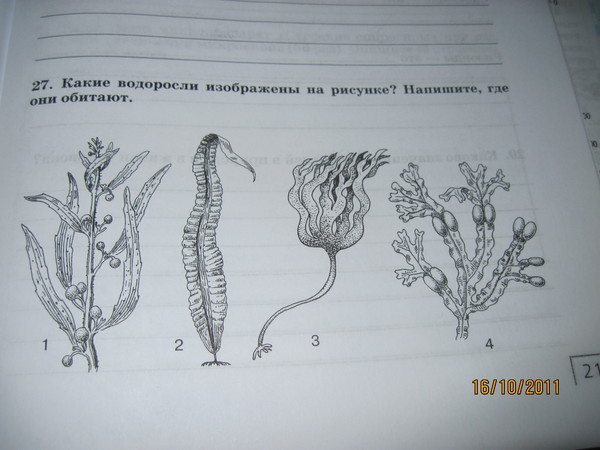 Биология 5 класс 2 из изображенных. Какая водоросль на рисунке. На рисунке изображена водоросль. Рисунок водоросли 5 класс. Название водоросли изображенный на рисунке.