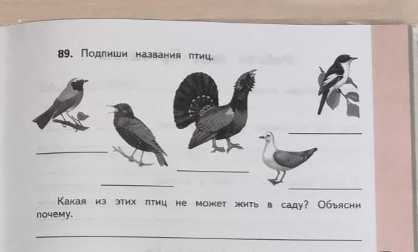 Определи сколько видов птиц изображено на рисунке. Подпишите названия птиц. Подписать названия птиц. Подпиши птицу. 89. Подпиши названия птиц..