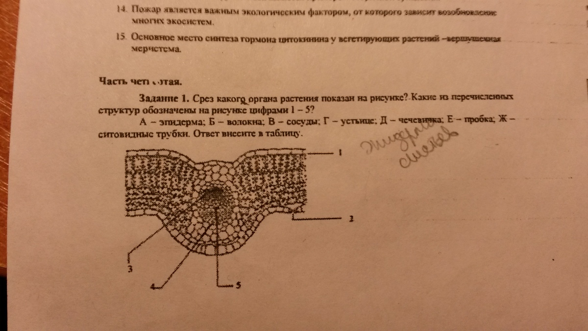 Какие структуры обозначены цифрами. Срезы органов растений. Срез растительного органа. Срез органов цветка. Тип органа растения срез.