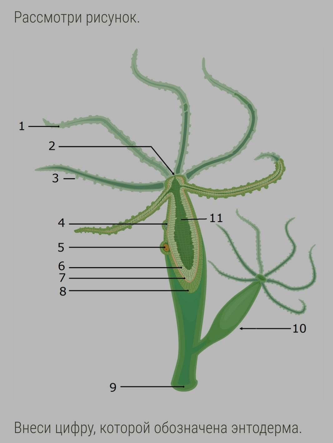 Определи на рисунке цифру которой обозначен. Рисунок гидры биология 7 класс. Рассмотри рисунка вынеси цифру которой обозначена энтодерма. Нарисовать гидру по биологии 7 класс.