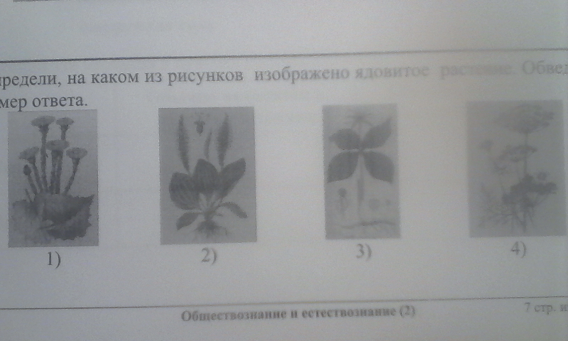 На рисунке под цифрой 2 изображены. Определи на каком из рисунков изображено ядовитое растение. Определи на каком рисунке изображено ядовитое растение. Задание2 определите растениеизображеноенарисунке. На каком рисунке изображено ядовитое растение.