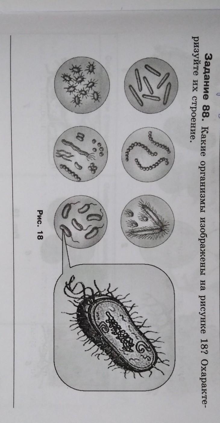 На рисунках изображены организмов. Изображённый на рисунке организм — это. Какой организм изображен на рисунке. Назовите организм, изображённый на рисунке. Организм изображённый на рисунке имеет.