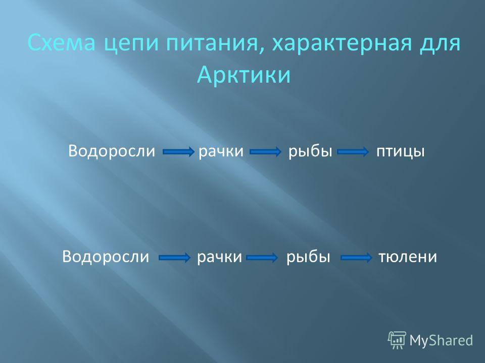 Схема питания пустыни окружающий. Схема цепи питания арктической пустыни. Схема цепи питания характерной для арктических пустынь. Цепь питания в арктической пустыне. Схема питания характерной для арктической пустыни 4 класс.