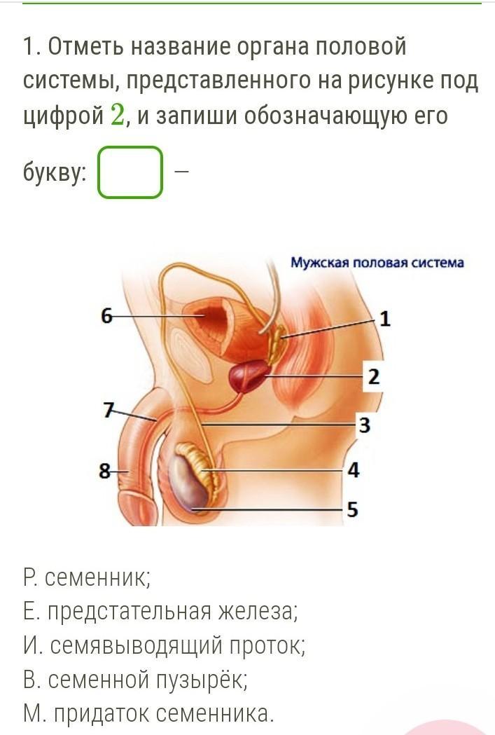 Назови органы обозначенные на рисунке цифрами