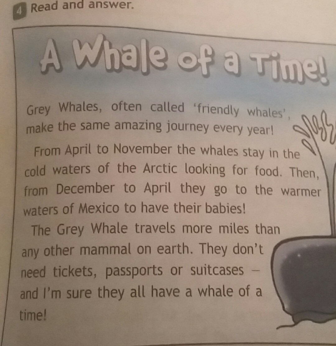 Grey whales often. What are Grey Whales often Called перевод. Grey Whales often Called friendly Whales make the same amazing Journey every year. Grey Whales often Called friendly Whales make the same amazing Journey every year перевод на русский. Often Called перевод.