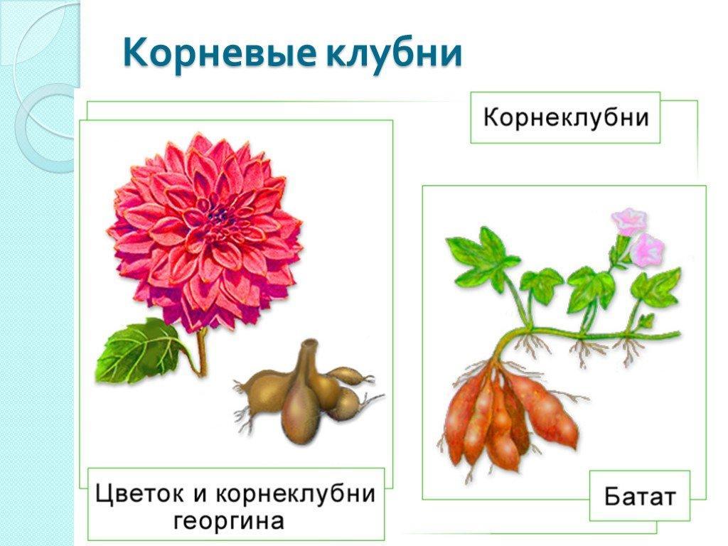 Что такое корневые клубни. Георгины корневые клубни. Корневые клубни батата георгина. Корнеплоды и корнеклубни. Строение клубня георгина.