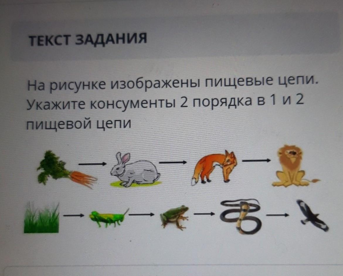 Составьте две цепи. Задачи на пищевые цепи. Пищевая цепь консументы. Цепочка питания консументы. Пищевая цепь консументы 1 порядка.