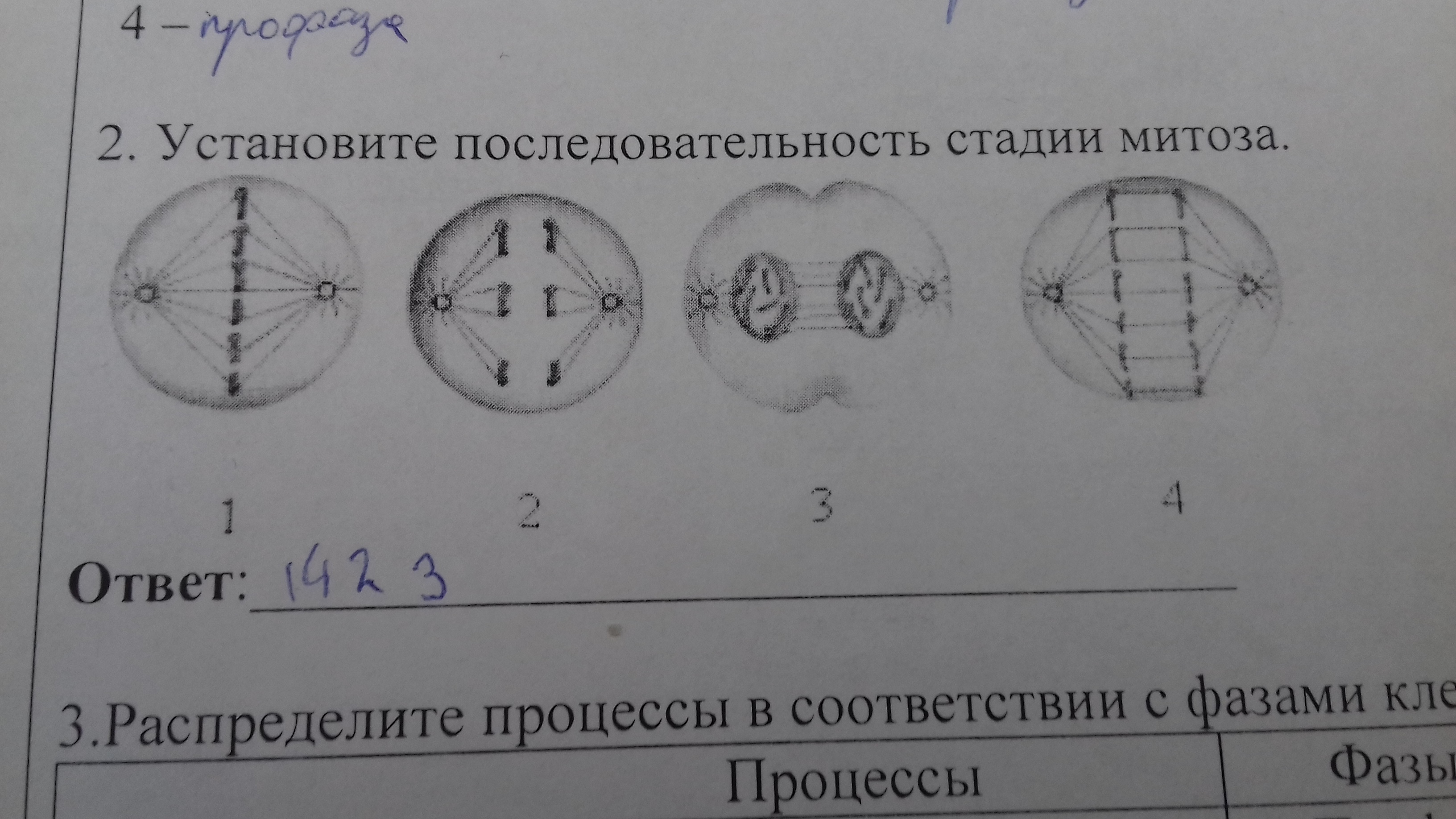 2 в установленном порядке. Установите последовательность стадии митоза. Установите последовательность стадий митоза. Последовательность митоза стадии. Последовательность стадий митоза.