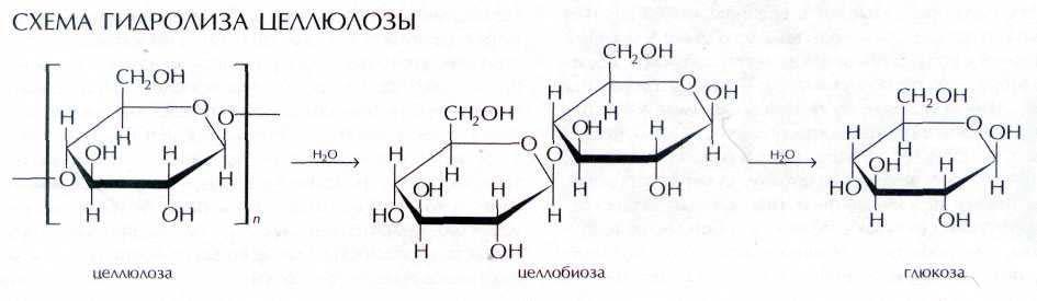 Варка картофеля это гидролиз крахмала растений. Схема ступенчатого гидролиза целлюлозы. Схема гидролиза клетчатки. Схему реакции гидролиза целлюлозы. Гидролиз клетчатки Целлюлоза.