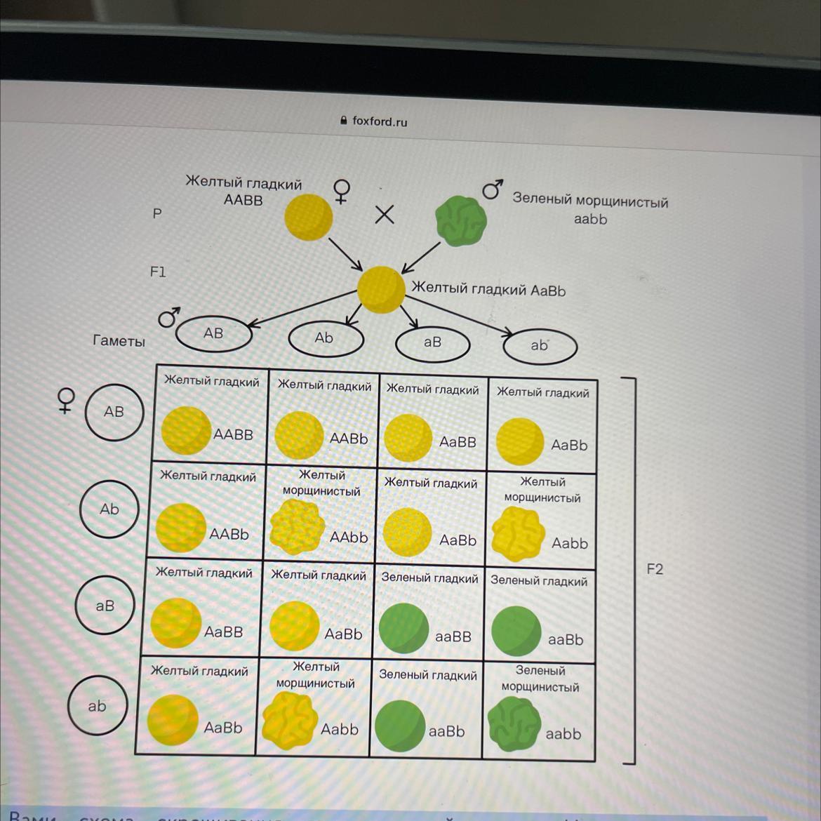 Генотипы желтого гороха. Схему скрещивания растений гороха. Скрещивание 2 растений. Дигибридное скрещивание. Схема скрещивания AABB.
