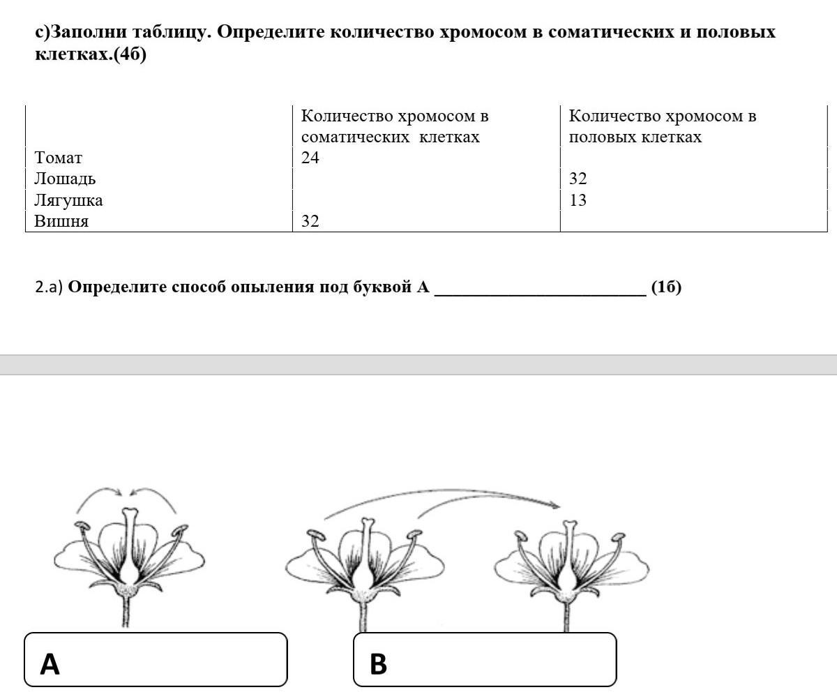 Определите число хромосом в соматических клетках