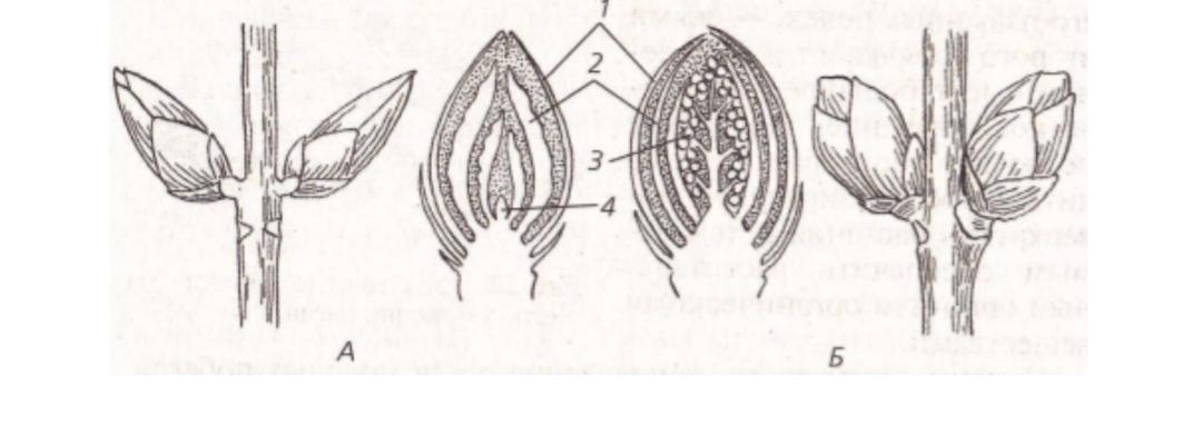 На рисунке зачаточные листья обозначены цифрой