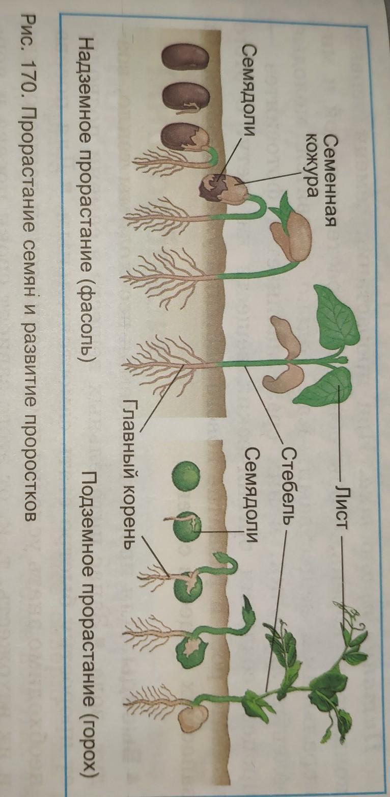 Прорастание семени фасоли. Порядок рисунков при прорастании семени фасоли. Укажите порядок рисунков при прорастании фасоли. Укажи порядок рисунков при прорастании семени фасоли. Укажите порядок рисунков при прорастании семени фасоли.