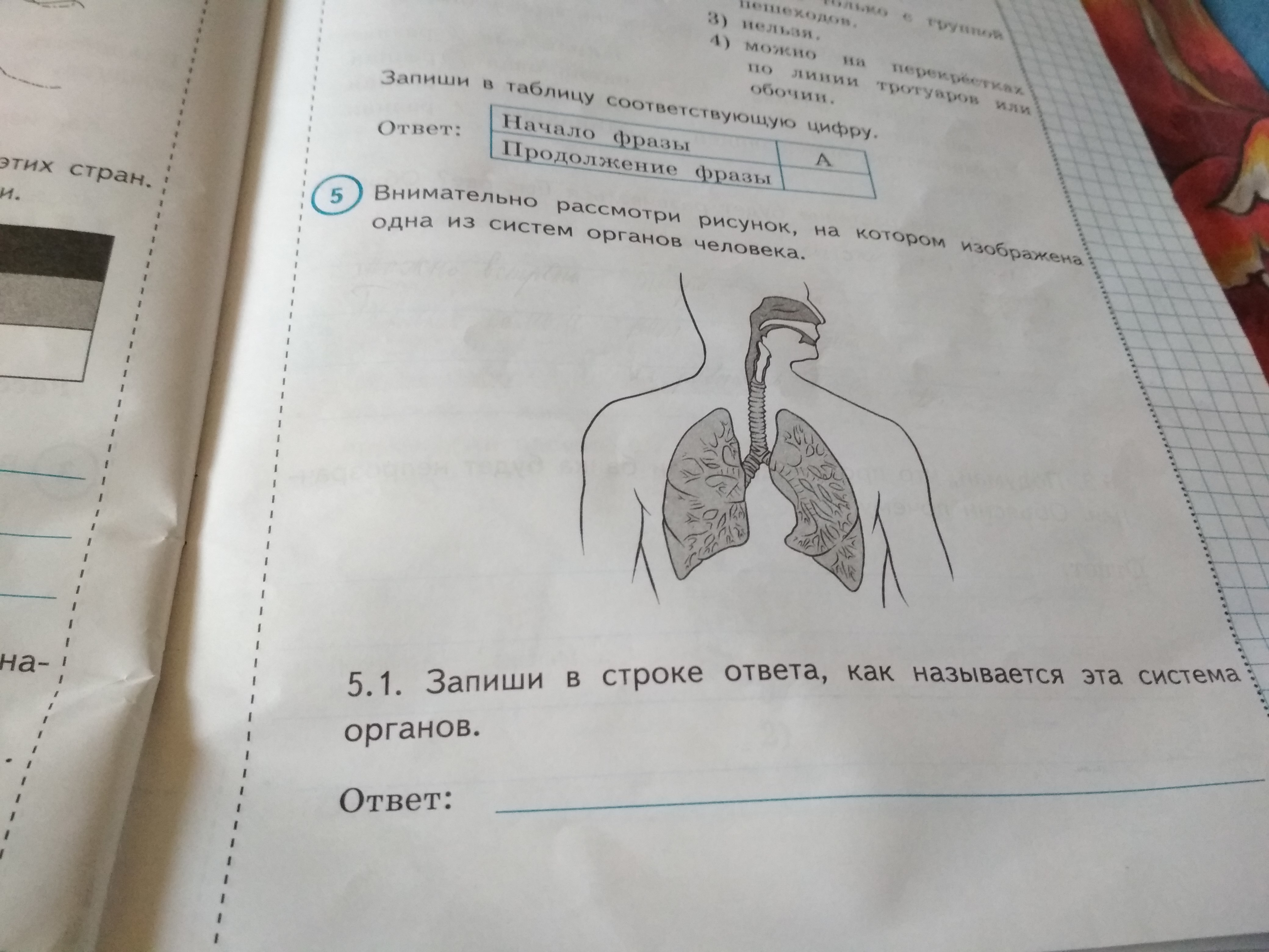 Рассмотри рисунок укажи название органов. Запиши в строке ответа. Рассмотри внимательно рисунок на котором. Изображена одна из систем органов человека. Внимательно рассмотри рисунок, на котором одна из систем человека.