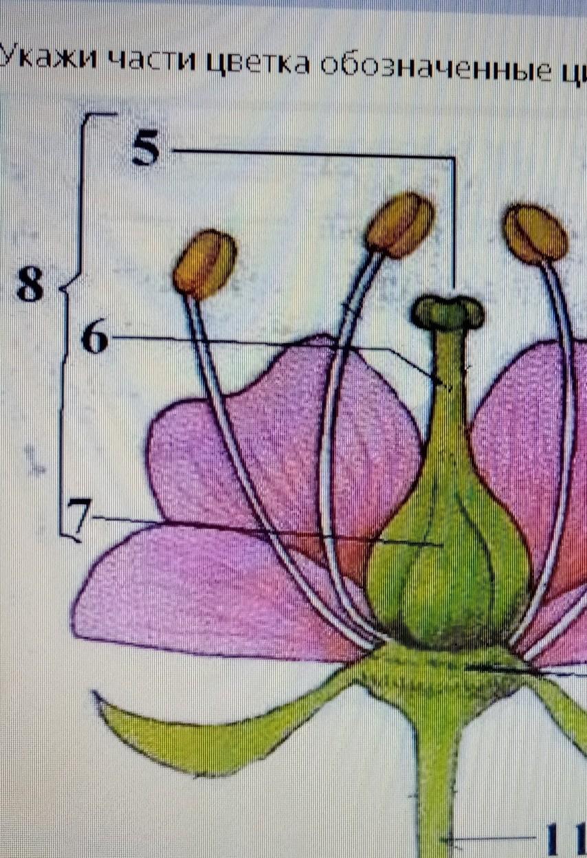 Что обозначено цифрами на рисунке растения. Части цветка. Цветок части цветка. Части цветка рисунок. Обозначьте части цветка.